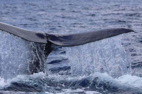 亭可马里：赏鲸和海军岛浮潜之旅