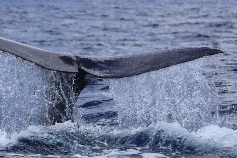 亭可马里：赏鲸和海军岛浮潜之旅