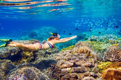 Z Cairns: Nurkowanie na Wielkiej Rafie KoralowejWycieczka na Wielką Rafę Koralową – certyfikowany nurek
