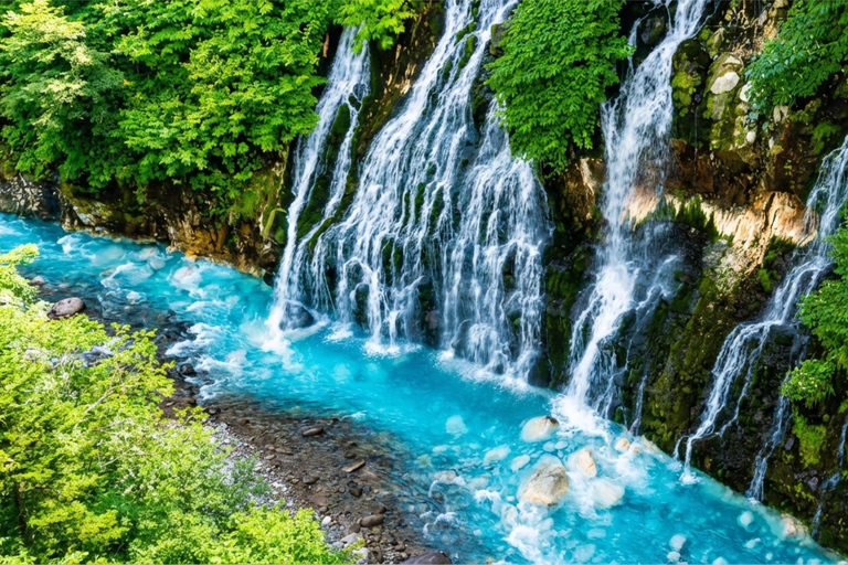 Summer Hokkaido: Furano lavender, Blue Pond,Shikisai-no-Oka 7:50 am meet at Odori Park subway station exit 31