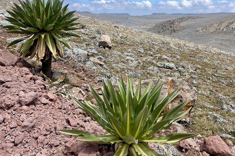 From Addis Ababa: 4-Day Bale Mountains Trekking Tour