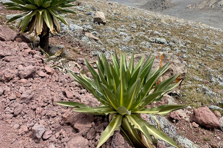 From Addis Ababa: 4-Day Bale Mountains Trekking Tour