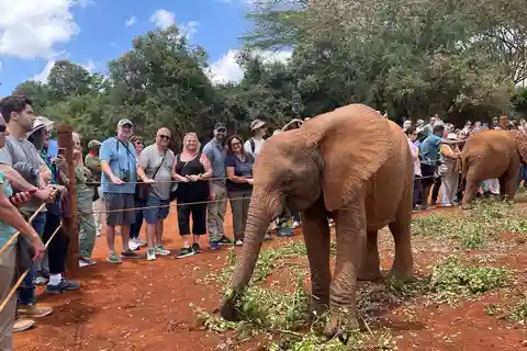 David Sheldrick Elephant Orphanage Tour