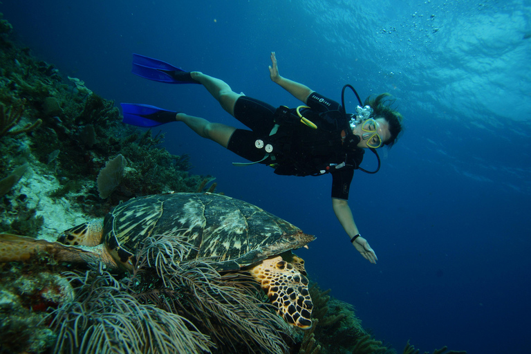 CANCUN: 2T REEF DIVES FOR CERTIFIED DIVERS