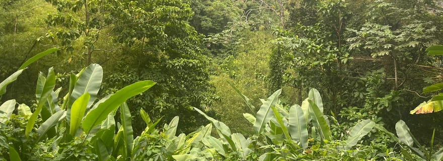 Immersion sauvage : randonnée au cœur de la forêt tropicale