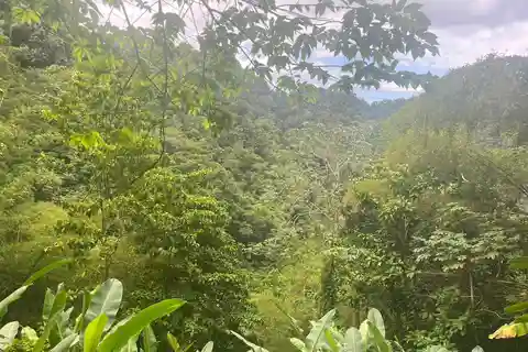 Wild Immersion : Hiking in the Heart of the Tropical Forest