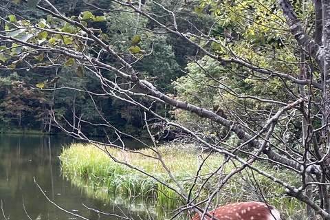 Sapporo: Soranuma-Dake Overnight Trek in Shikotsu-Toya NP