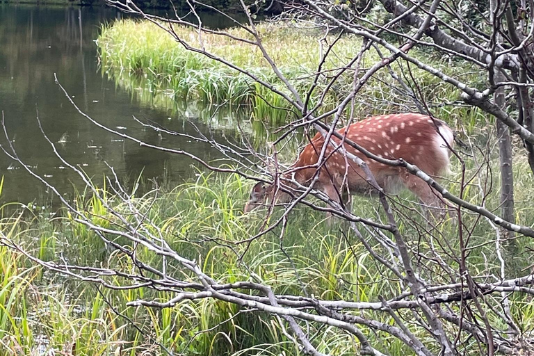 Sapporo: Soranuma-Dake Overnight Trek in Shikotsu-Toya NP