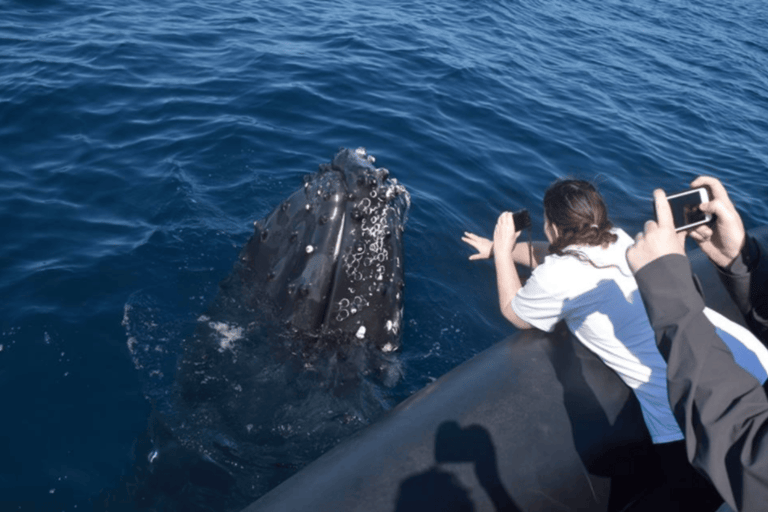 Sydney: High-Speed Whale Watching Tour Circular Quay Departure