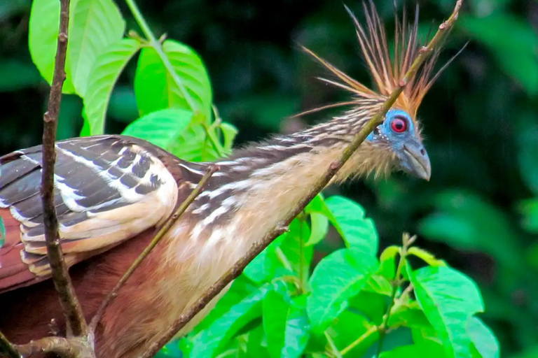 From Puerto Maldonado: Chuncho Macaw Clay Lick Day Tour