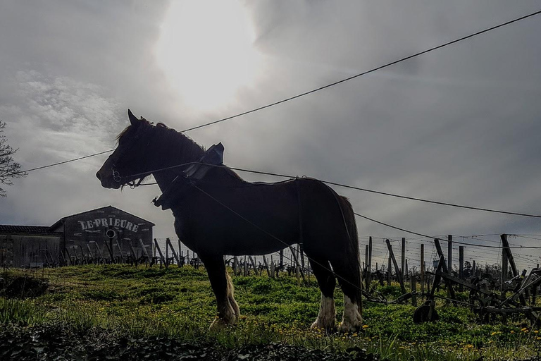 Da Bordeaux: Tour serale a Saint Emilion