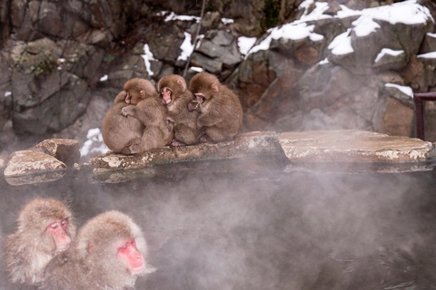 Nagano Tokyo: Snow Monkey Private Day Tour Hotel Pick & Drop Snow Monkey Private Day Tour Hotel Pick & Drop Off In Crown