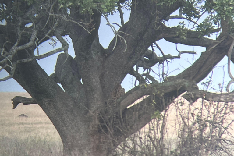 Desde Zanzíbar: safari en avión de 3 días al Serengeti y Ngorongoro