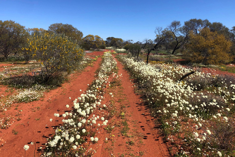 من بيرث: جولة استكشافية ليوم كامل للزهور البرية مع وجبة غداء