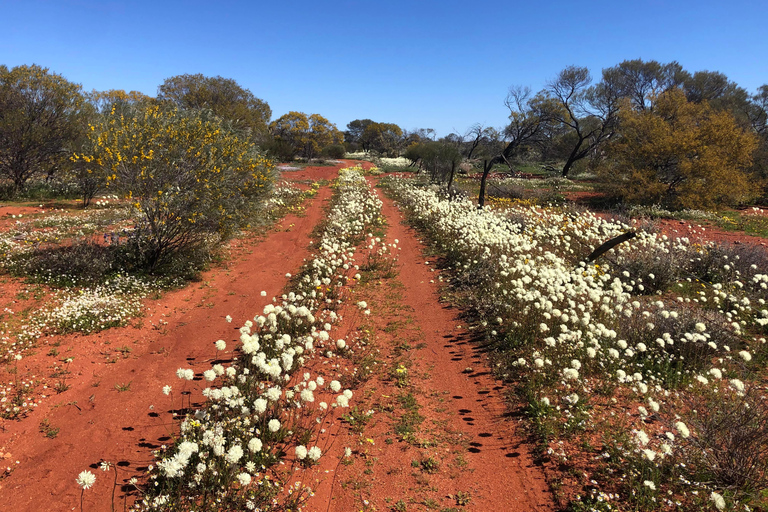 من بيرث: جولة استكشافية ليوم كامل للزهور البرية مع وجبة غداء