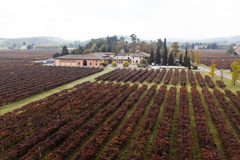 Castelvetro: winery tour and Lambrusco tasting Castelvetro: winery tour and Lambrusco tasting