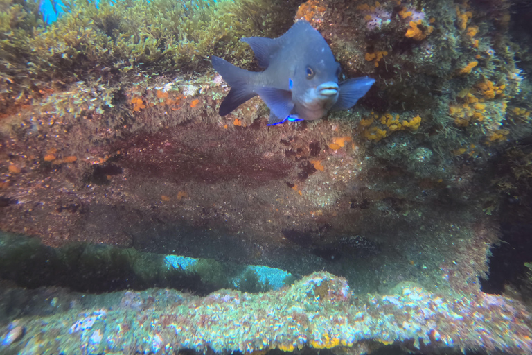 Snorkling på ön Terceira