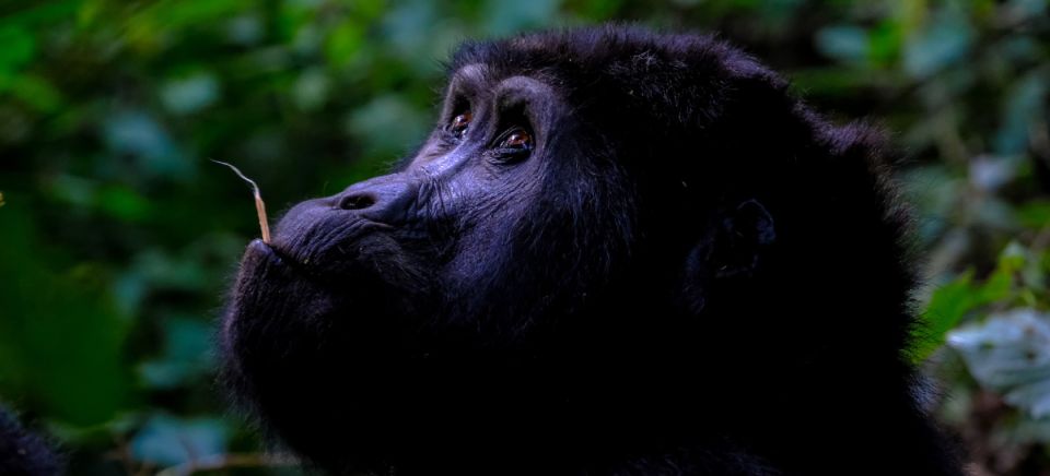 7 天乌干达大猩猩、野生动物和鲁文佐里山野生动物园| GetYourGuide