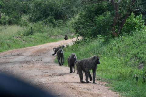 Uganda: Safari de 3 dias com Trekking aos Gorilas