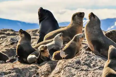 Da Lima: Escursione Isole Palomino - Baia di Callao Mezza giornata
