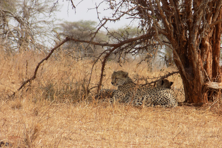 Arusha à : 3 jours au lac Manyara, au Ngorongoro et au Tarangire ...