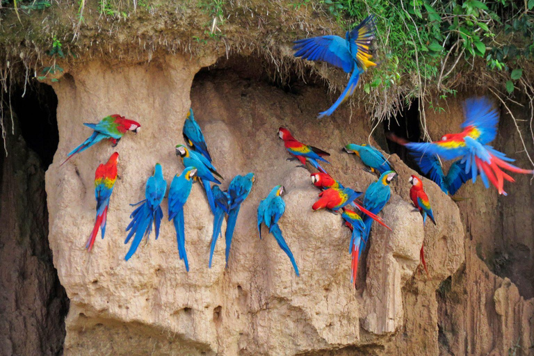 Puerto Maldonado: Excursão à argila das araras chuncho em TambopataPuerto Maldonado: Excursão à Tambopata para ver araras-chuncho e o barro