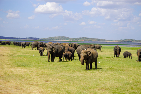 From Colombo: Sigiriya, Dambulla & Minneriya Safari Day Tour