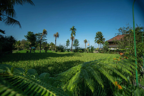 Ubud: Luxury Spa Relaxing Package with Amidst Rice Field 3 Hour Honeymoon Package Meet at Meeting Point