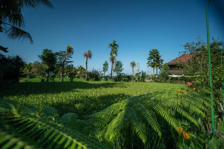 Ubud: Luxury Spa Relaxing Package with Amidst Rice Field 3 Hour Honeymoon Package Meet at Meeting Point