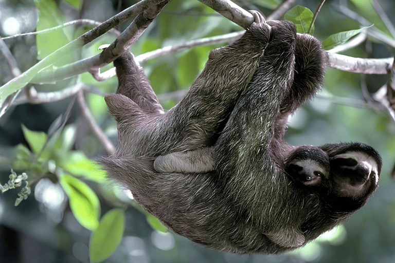 Visit to Corcovado National Park via the San Pedrillo station