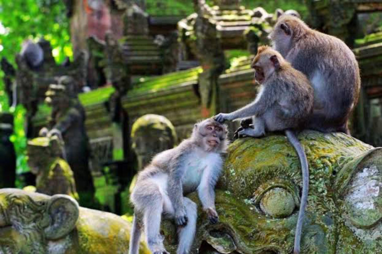 Ubud : Sacred Monkey Forest, Waterfall, Temple & Swing Tour Full-Day Tour Without Entry Fees