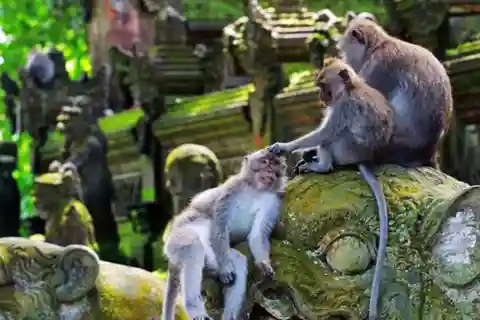 UBUD : Monkey Forest, Temple, Rice Terrace, Hidden Waterfall
