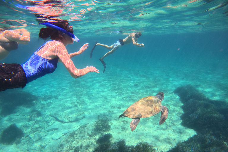 Paphos: snorkeltour met gids naar zeeschildpaddenPaphos: snorkelen met zeeschildpadden met gids