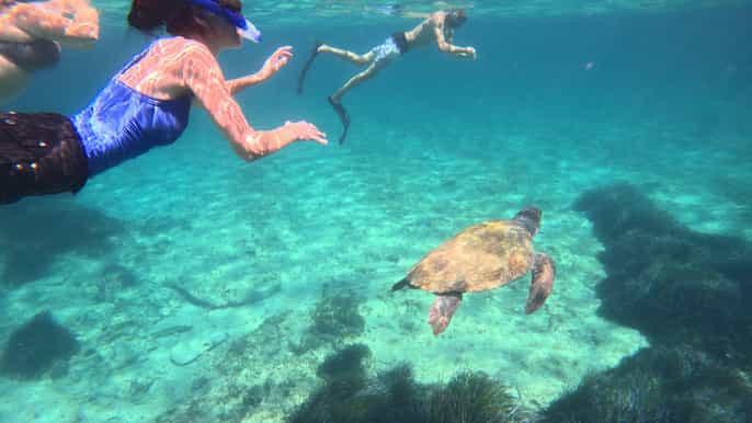 Paphos: snorkelervaring met schildpadden spotten, gids en GoPro-video