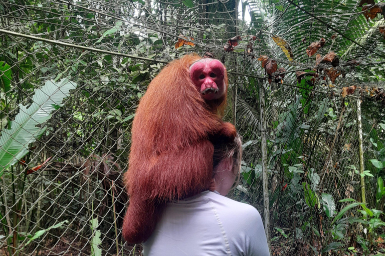 4 rios da Amazónia, e passeios de dia inteiro