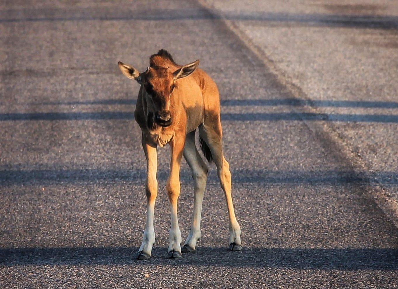 Etosha Nationalpark: Heldags eller halvdags game drive