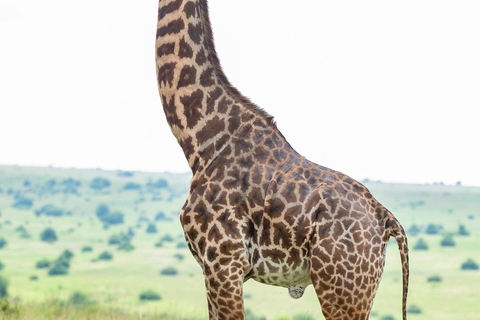 Nairobi: National Park, Karen Blixen & Kazuri Beads Factory