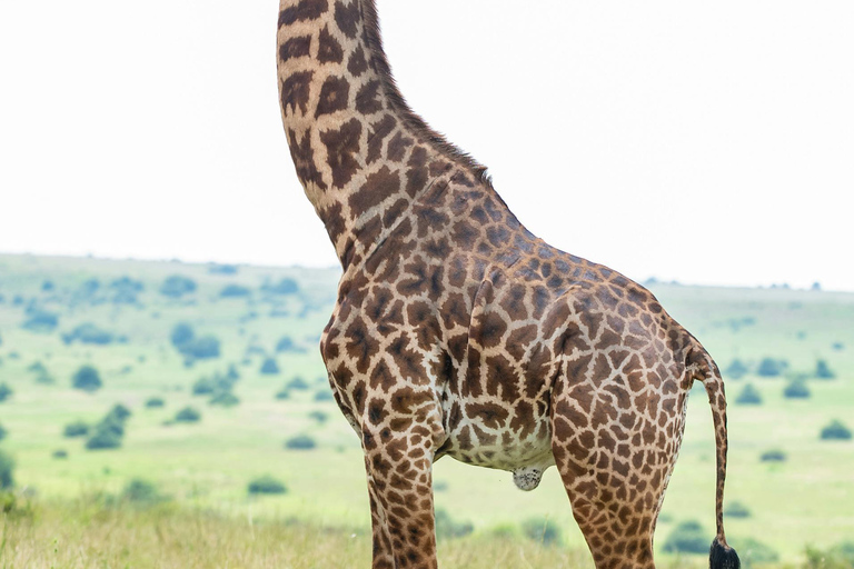 Nairobi: National Park, Karen Blixen & Kazuri Beads Factory