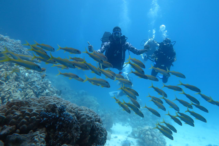 Hurghada: Dive Experience for Beginners or Certified Divers Full-Day Scuba Diving for Certified Divers