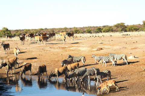 Windhoek: 3-Day Guided Safari in Etosha with Lodge