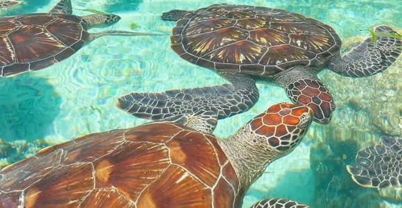 Zanzibar: Spice Farm, Jozani Forest & Sea Turtle Sanctuary