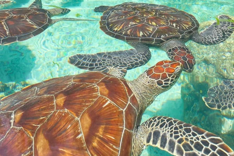 Zanzibar: wycieczka do lasu Jozani, jaskini Salaam i plaży MtendeWycieczka 1-dniowa z odbiorem z hotelu