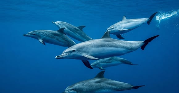 Mauritius: Wild Dolphin Swim and Snorkeling Experience