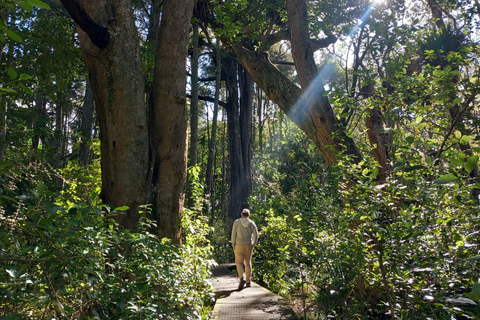 Auckland: Urban Rainforest Half-Day Small Group Walking Tour