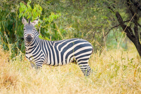 Tanzania: Four Days Wildlife Safari in Northern Parks