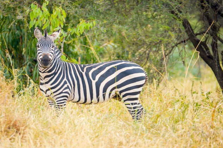 Tanzania: Four Days Wildlife Safari in Northern Parks