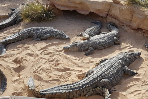 Djerba: Djerba Explore Experience with Crocodiles and Lella Hadhria Museum