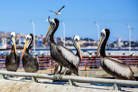 FD: Ica, Paracas - Ballestas Islands - Huacachina Excursion
