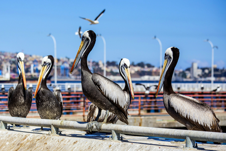FD: Ica, Paracas - Ballestas Islands - Huacachina Excursion