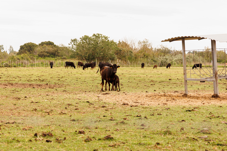 Aigues-Mortes 3H: Discover the secret Camargue in a 4x4 Full-Day